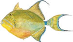 Queen Triggerfish