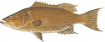 Scamp Grouper