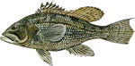 Black Seabass